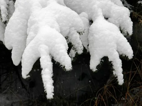 Snow on pine tree branches Foto stock