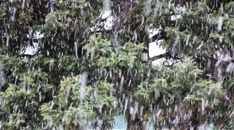 Snow on pine tree Stock Footage 938891