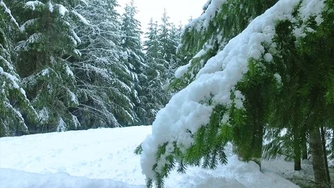 Snow on Pine tree Stock Footage 72167545