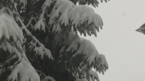 Snow on a pine tree 動画素材 124596685