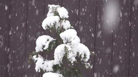 Snow on a pine tree. Stock Footage 231086588