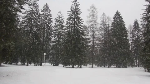 Snow in Pine Tree Forest Stock Footage 93782666