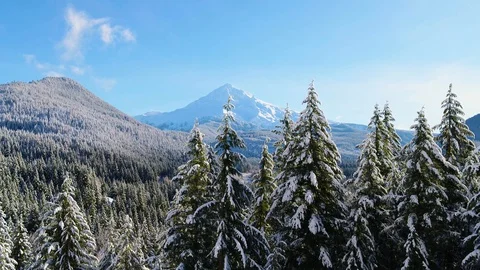 Snow Pine Tree Mountain Stock Footage 128138327