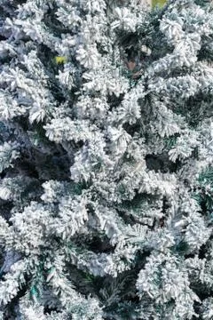 Snow on pine tree Stock Photos