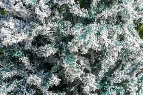 Snow on pine tree Stock Photos