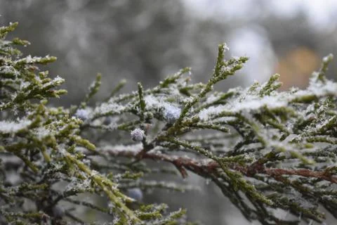 Snow on pine tree Stock Photos