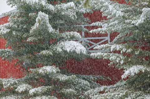 Snow on a pine tree with a red barn. Stock Photos