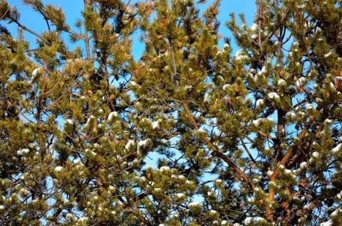 Snow on pine tree in sunshine Foto stock