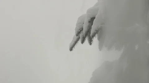 Snow on a pine tree in winter 動画素材 124599799