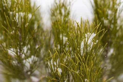 Snow on the pine tree, winter snow macro Stock Photos