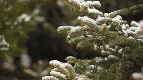 Snow on pine trees - close-up of snowflakes falling Stock Footage 233579960