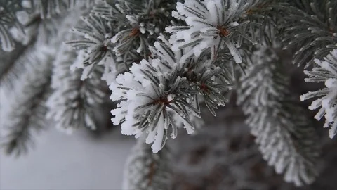 Snow on Pine Trees 스톡 동영상 100735706