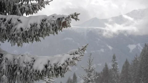 Snow pine trees Stock-Footage 146799350