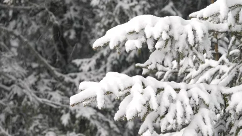 Snow pine trees Stock-Footage 146799352