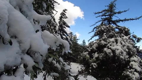 Snow on Pine Trees Video stock 255000311