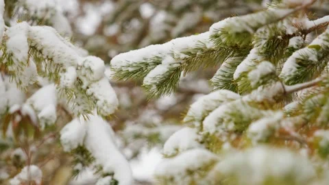 Snow on pine trees Stock Footage 259619378