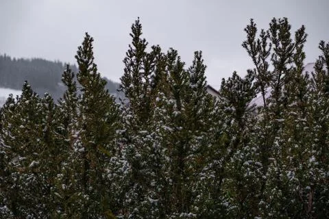 Snow in pine trees on the leaves Stock Photos