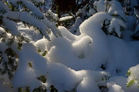 Snow on Pine Trees Stock Photos