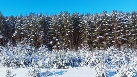 Snow on Pine Trees in Russian Forest Stock-Footage 128849019