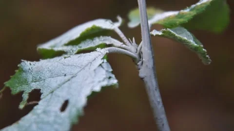 Snow on plant Video stock 229788530