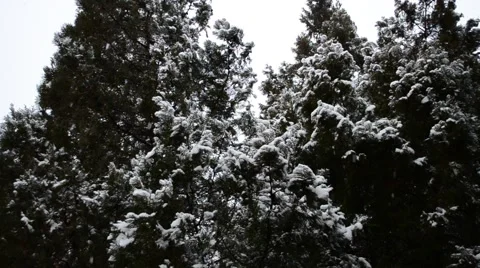 Snow plot Vídeos de archivo 45616399