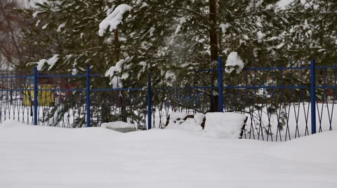 Snow pours from the trees after a snowfall Stock Footage 60820603