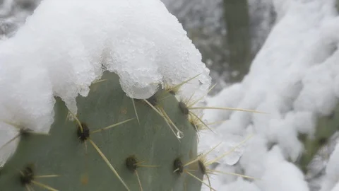 Snow on Prickly Pear Cactus - Winter Close Up Stock Footage 104997417