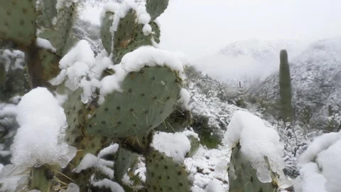 Snow on Prickly Pear Stock Footage 105002656