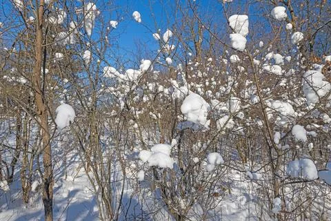 Snow Puffs in Forest Thicket Stockfoto's