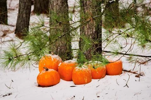 Snow on the Pumpkins. Stock Photos