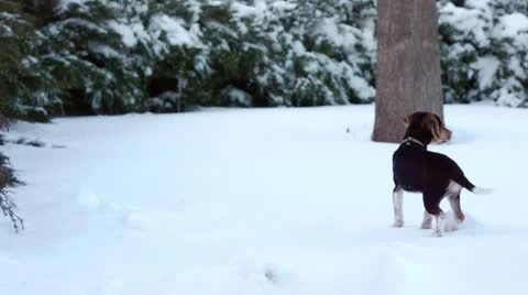 Snow Puppy Stock Footage 21906644
