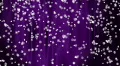 Snow Purple 04 keep falling Loop HD Footage