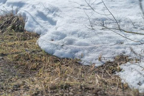 Snow quickly disappears. Spring triggers fresh plant growth. Warm sunlight swift Stock Photos
