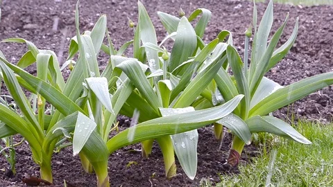 Snow rain onion garlic Stock Footage 75807296