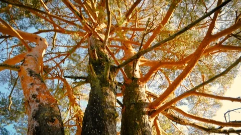 Snow in Rascafria, Madrid, Spain Stock Footage 123774183