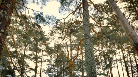 Snow in Rascafria, Madrid, Spain Stock Footage 123936341