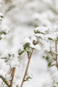 Snow on raspberry leaf spring Stock Photos