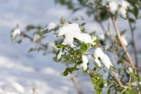 Snow on raspberry leaf spring Stock Photos