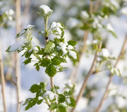 Snow on raspberry leaf spring Foto stock