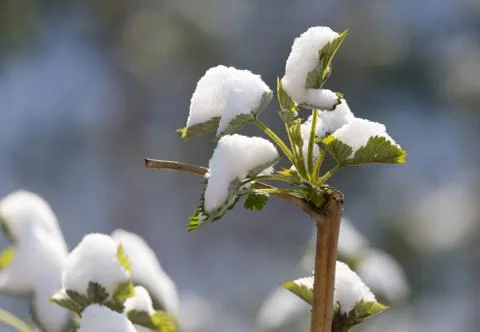 Snow on raspberry leaf spring Stock Photos