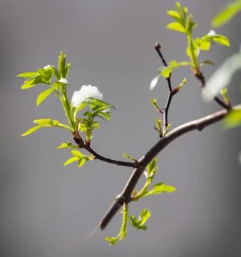 Snow on raspberry leaf spring Foto stock