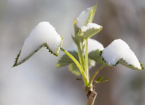 Snow on raspberry leaf spring Stock Photos