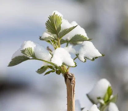 Snow on raspberry leaf spring 스톡 사진