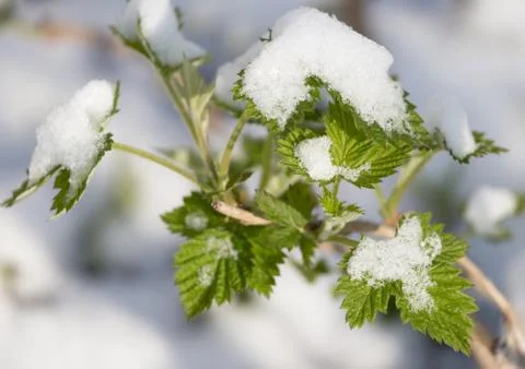 Snow on raspberry leaf spring Stock Photos