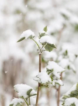 Snow on raspberry leaf spring Stock Photos