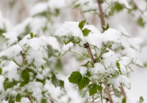 Snow on raspberry leaf spring Foto stock