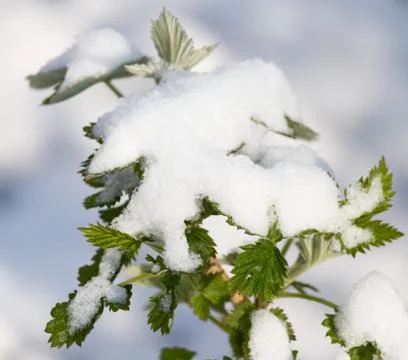 Snow on raspberry leaf spring Foto stock
