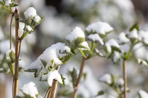 Snow on raspberry leaf spring Stock Photos