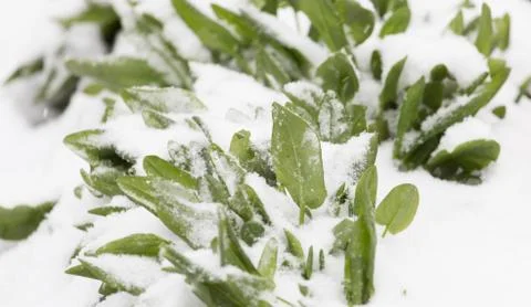 Snow on raspberry leaf spring Stock Photos