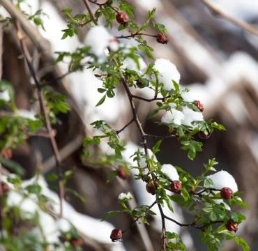 Snow on raspberry leaf spring Stock Photos